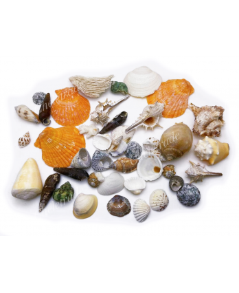 Seashells Set